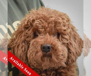 Pomeranian Dogs for adoption in Huntley, IL, USA