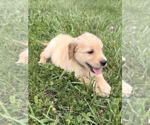 Golden Retriever Puppy for sale in CUB RUN, KY, USA