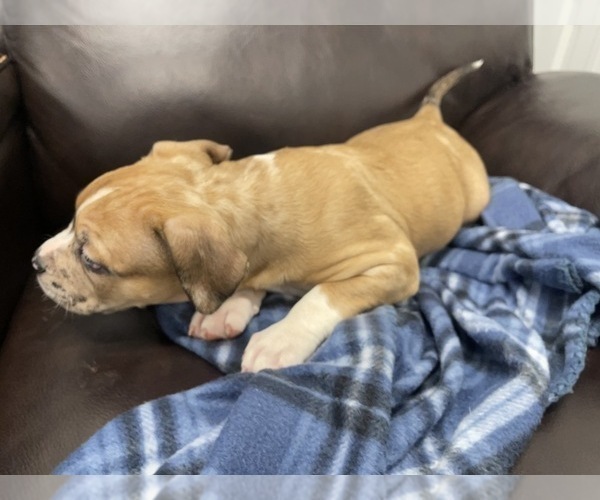 Medium Photo #131 American Bully Puppy For Sale in REESEVILLE, WI, USA