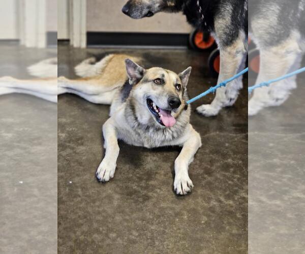 Medium Photo #1 German Shepherd Dog-Unknown Mix Puppy For Sale in Rockwall, TX, USA