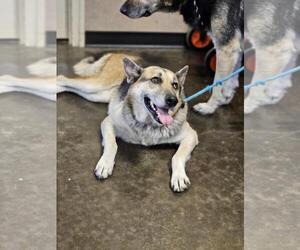 German Shepherd Dog-Unknown Mix Dogs for adoption in Rockwall, TX, USA