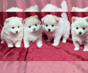 Pomsky Litter for sale in OCALA, FL, USA