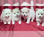 Image preview for Ad Listing. Nickname: Litter of 4