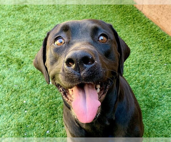 Medium Photo #1 Labrador Retriever-Unknown Mix Puppy For Sale in Moreno Valley, CA, USA