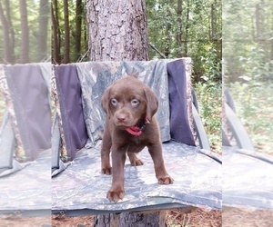 Labrador Retriever Puppy for sale in ELKO, GA, USA