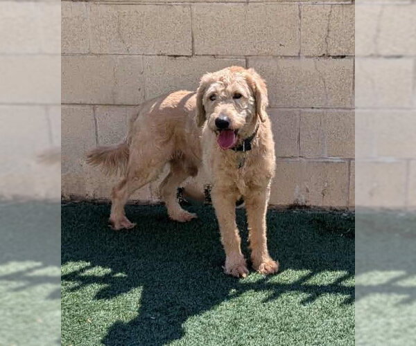 Medium Photo #6 Labradoodle Puppy For Sale in McKinney, TX, USA