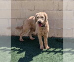 Small #5 Labradoodle