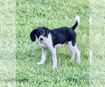Small #2 Mutt