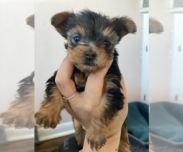Medium Photo #2 Yorkshire Terrier Puppy For Sale in OAK LAWN, IL, USA