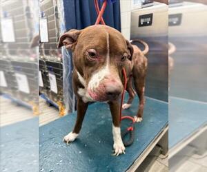 Bulldog-Unknown Mix Dogs for adoption in Mobile, AL, USA