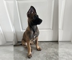 Small Photo #2 Dutch Shepherd Dog Puppy For Sale in CAPE CORAL, FL, USA