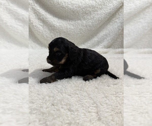 Medium Photo #19 Cavapoo mix (+ Poodle Miniature) Puppy For Sale in MUNFORDVILLE, KY, USA