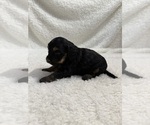 Small Photo #19 Cavapoo mix (+ Poodle Miniature) Puppy For Sale in MUNFORDVILLE, KY, USA