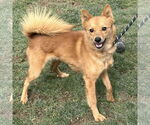 Small Finnish Spitz
