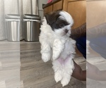 Small Photo #1 Shih Tzu Puppy For Sale in WESTLAND, MI, USA