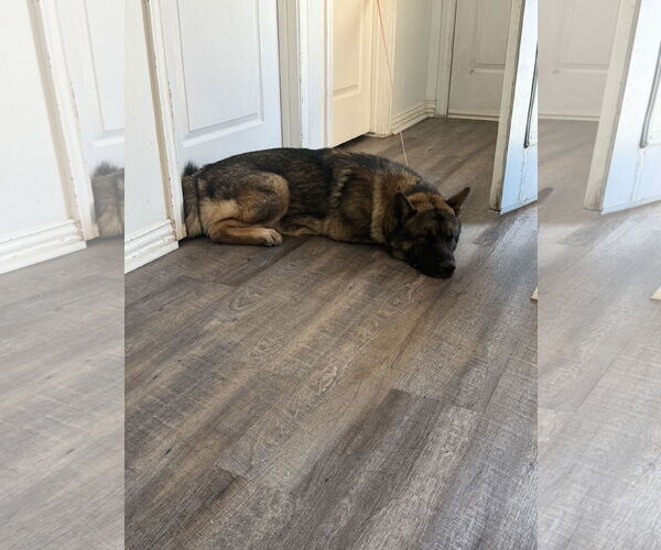 Medium Photo #4 Akita-German Shepherd Dog Mix Puppy For Sale in McKinney, TX, USA