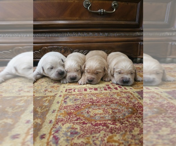 Medium Photo #6 Golden Retriever Puppy For Sale in ELVERTA, CA, USA