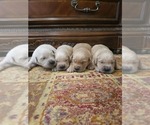 Small #5 Golden Retriever