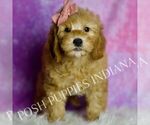 Small Photo #7 Goldendoodle (Miniature) Puppy For Sale in WARSAW, IN, USA