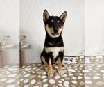 Small #3 Shiba Inu