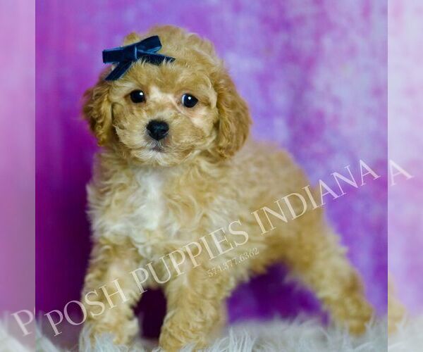 Medium Photo #122 Poodle (Miniature) Puppy For Sale in WARSAW, IN, USA