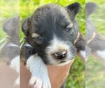 Small #1 Border Collie