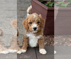 Goldendoodle (Miniature) Puppy for sale in SAINT MARYS, KS, USA