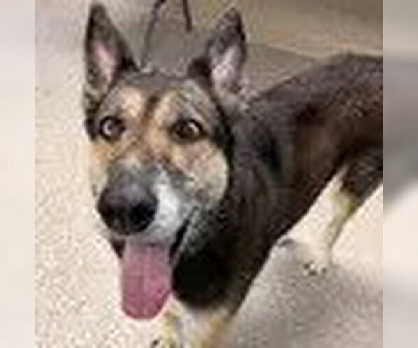 Medium Photo #1 Gerberian Shepsky Puppy For Sale in Bristol, CT, USA