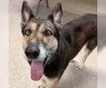 Small Gerberian Shepsky