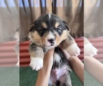Small #16 Pembroke Welsh Corgi