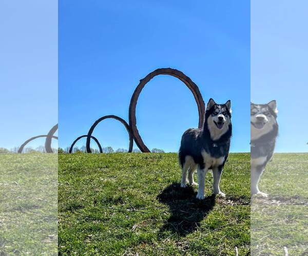 Medium Photo #3 Siberian Husky-Unknown Mix Puppy For Sale in Holly Springs, NC, USA