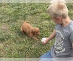 Small #12 Golden Retriever