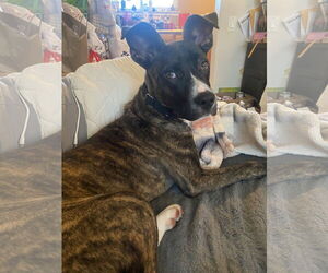 Cheerio - Female American Staffordshire Terrier-Boxer Mix Dog for Adoption - Photo #6