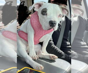 Lulu - Female Mutt Dog for Adoption - Photo #2