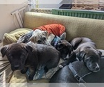 Small Photo #7 Cane Corso-Northern Inuit Dog Mix Puppy For Sale in FORT COLLINS, CO, USA