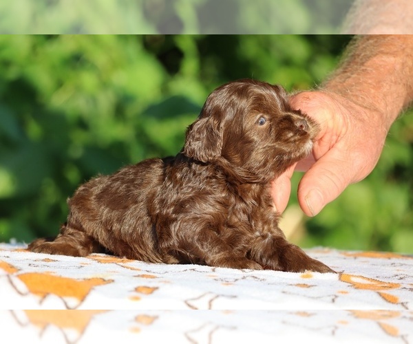 Medium Photo #16 ShihPoo Puppy For Sale in DYERSBURG, TN, USA