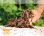 Small #15 ShihPoo
