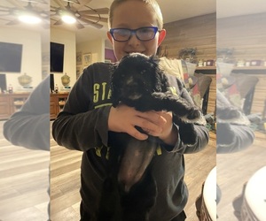 Cocker Spaniel Puppy for sale in CROSSVILLE, TN, USA