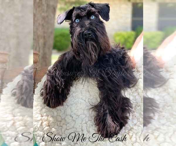 Medium Photo #1 Schnauzer (Miniature) Puppy For Sale in ELGIN, TX, USA