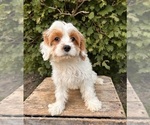 Small #1 Cavapoo