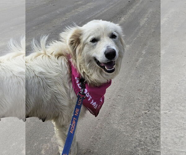 Medium Photo #7 Great Pyrenees-Unknown Mix Puppy For Sale in Croydon, NH, USA