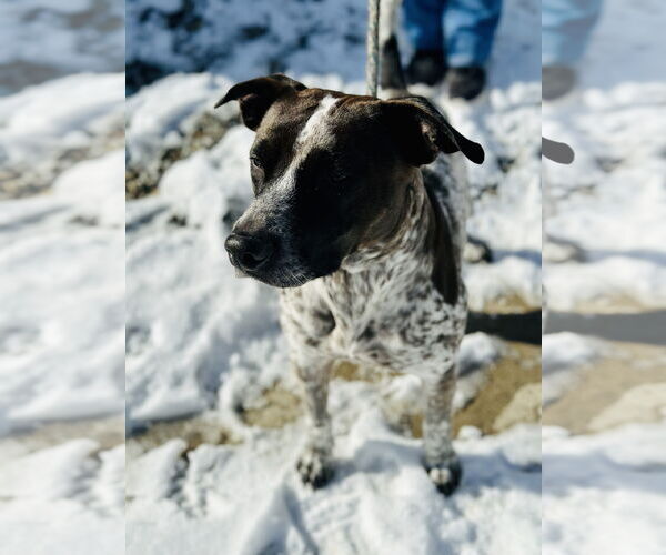 Medium Photo #1 Pointer-Unknown Mix Puppy For Sale in Jackson , NJ, USA