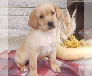 Labrador Retriever Puppy for sale in JONESTOWN, PA, USA