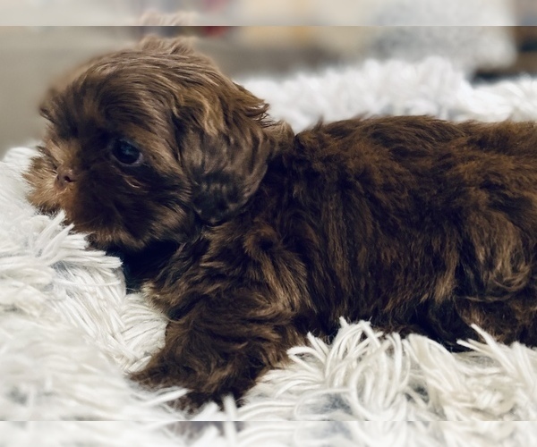Medium Photo #7 Shih Tzu Puppy For Sale in MESA, AZ, USA