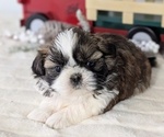 Small Photo #17 Shih Tzu Puppy For Sale in GOSHEN, IN, USA