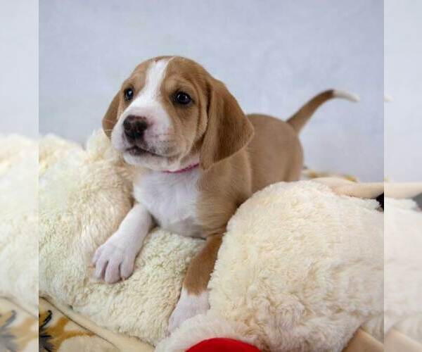 Medium Photo #4 Mutt Puppy For Sale in Kennesaw, GA, USA