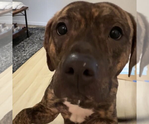 Medium Photo #16 Mutt Puppy For Sale in Fargo, ND, USA