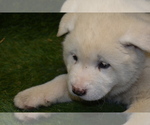 Small Photo #8 Akita Puppy For Sale in ROLLA, MO, USA