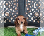 Small #3 Dachshund