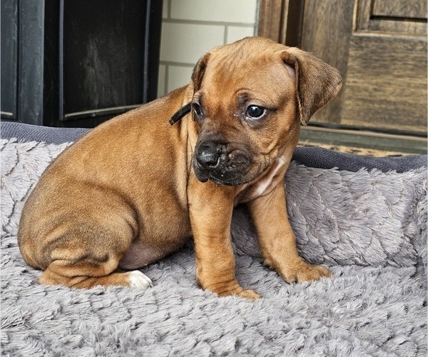 Medium Photo #4 Rhodesian Ridgeback Puppy For Sale in BUMPASS, VA, USA